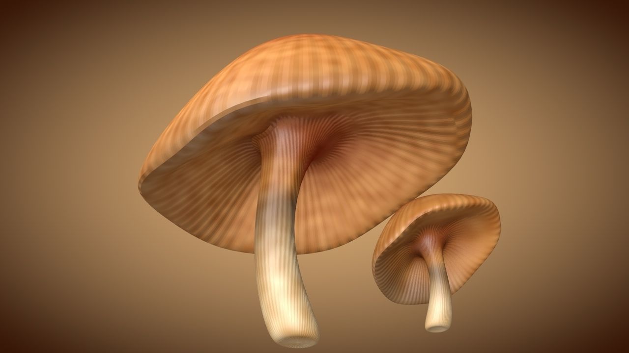 Mushroom 3 two mushrooms Low-poly 3D model_3