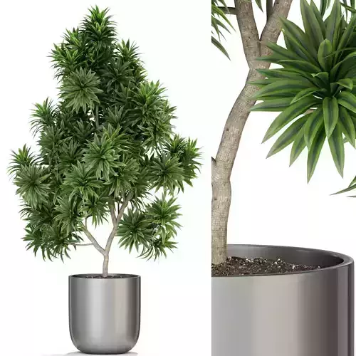 Plants collection 306