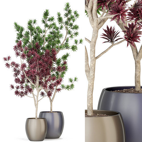 Plants collection 307 3D model