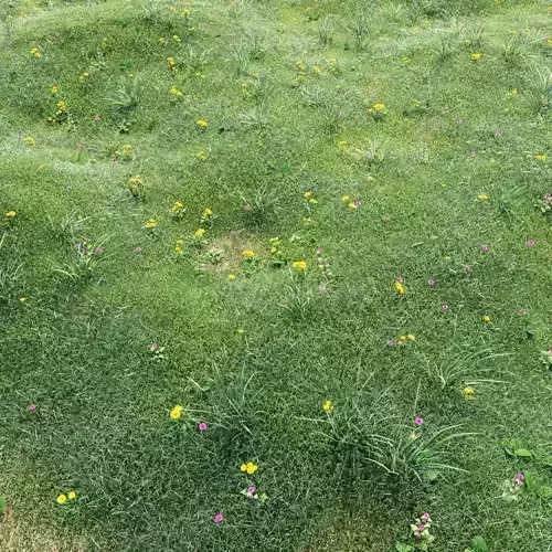 Grass with flowers