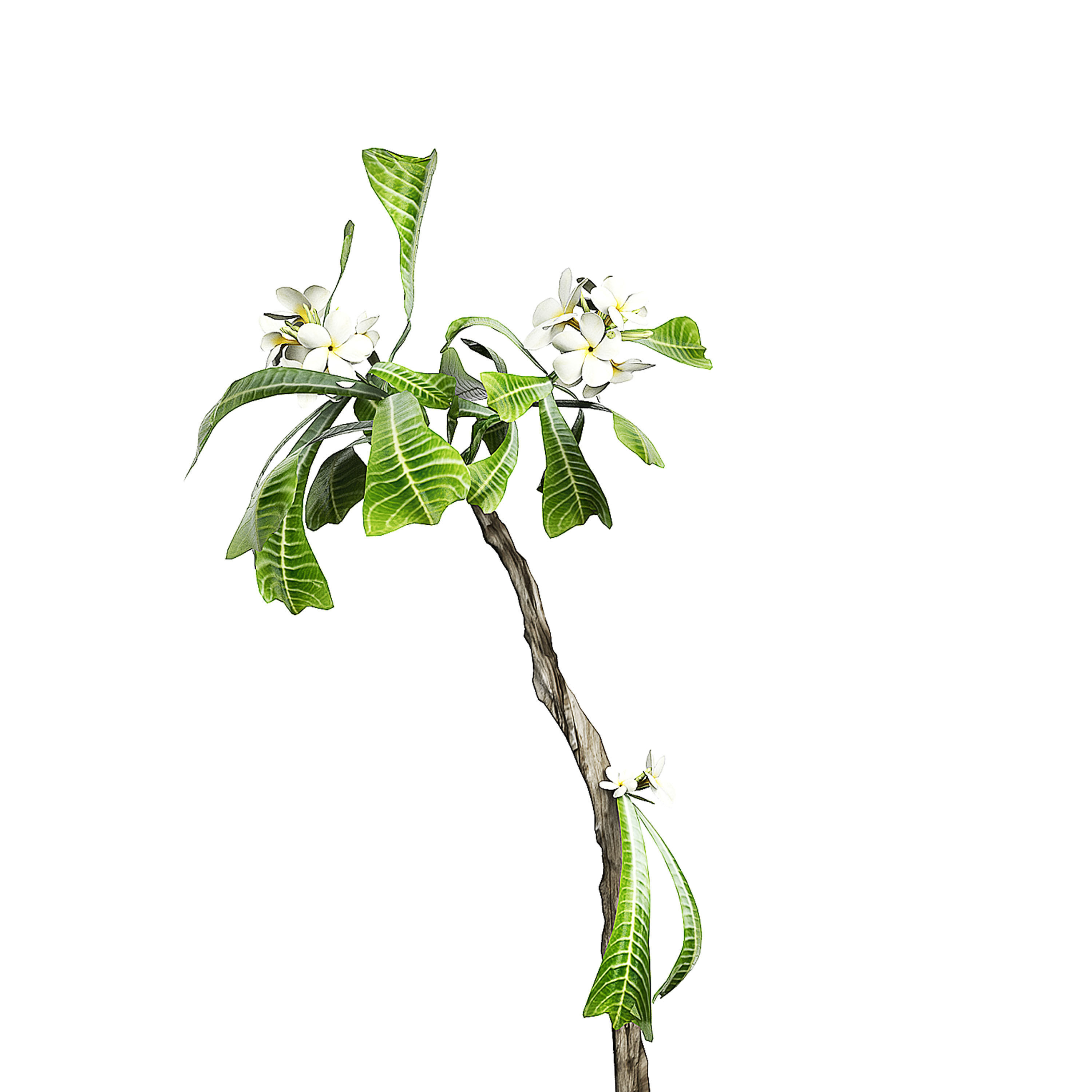 Flower Pack 76 3D model_2