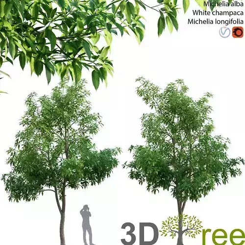 Michelia alba-White champaca-Michelia longifolia 02