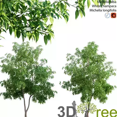 Michelia alba-White champaca-Michelia longifolia 03 3D model