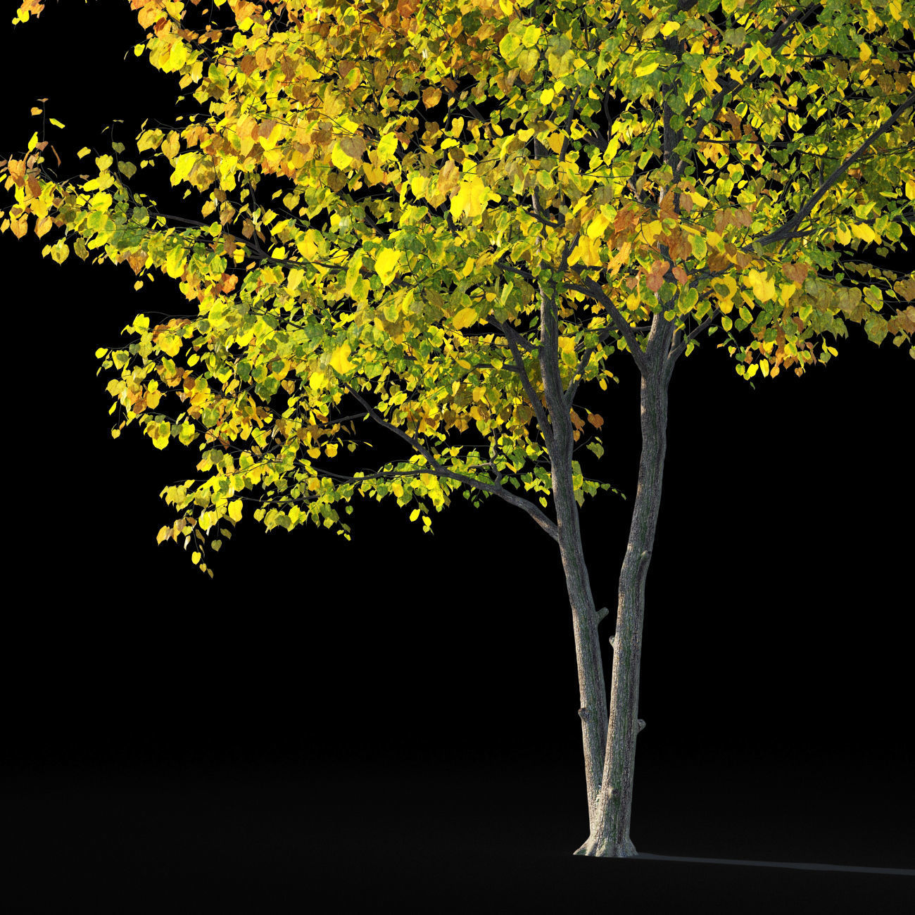 Linden tree autumn 3D model_1
