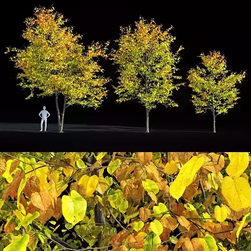 Linden tree autumn 3D model