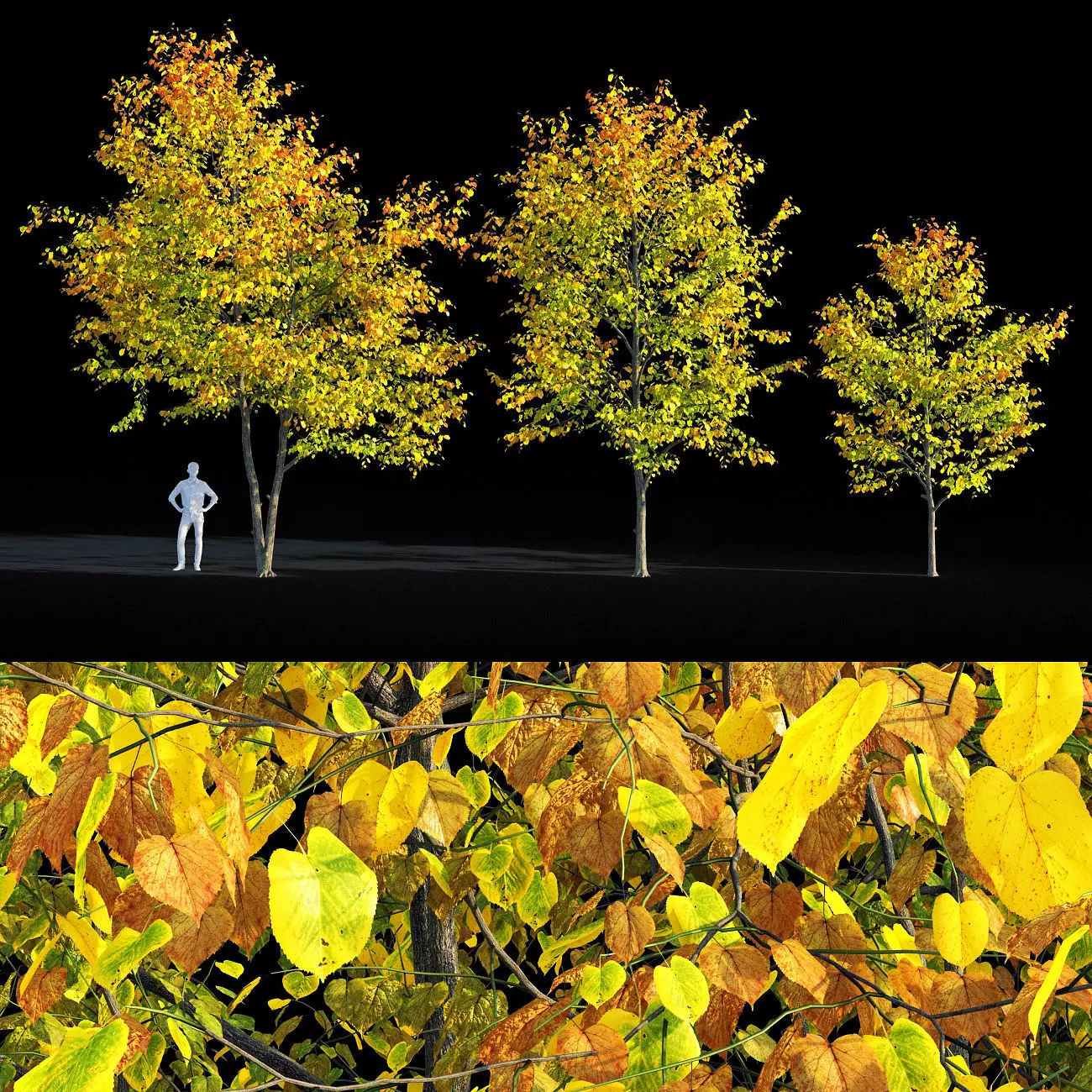 Linden tree autumn 3D model_0