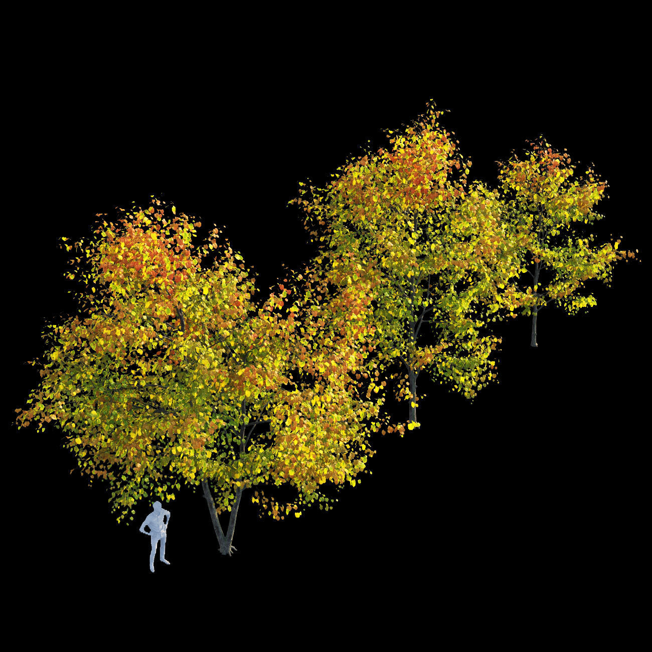 Linden tree autumn 3D model_2