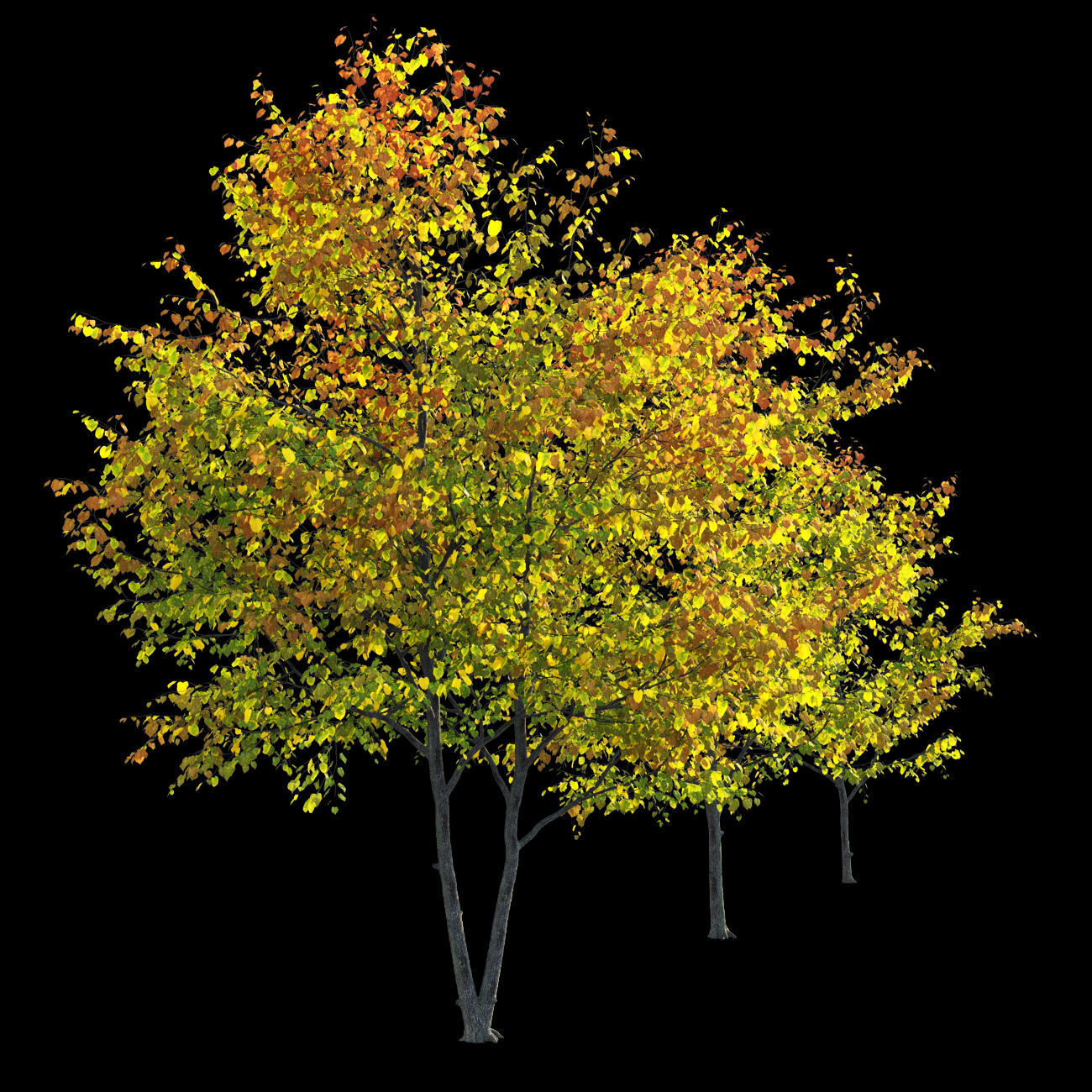Linden tree autumn 3D model_3