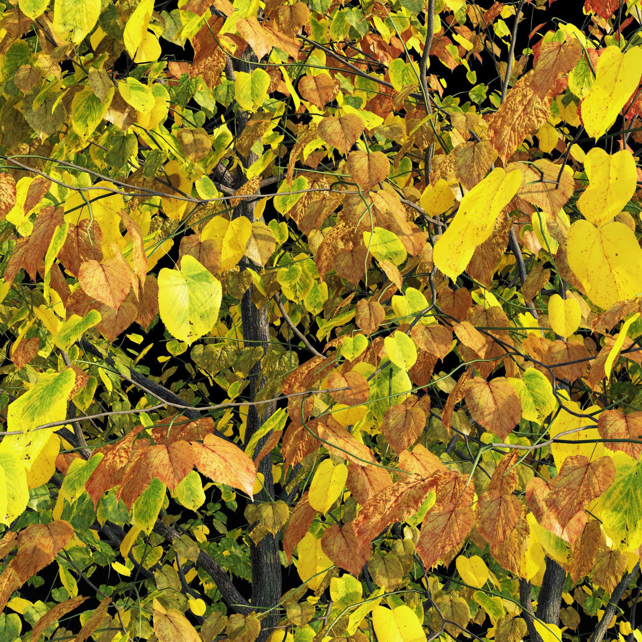 Linden tree autumn 3D model_4