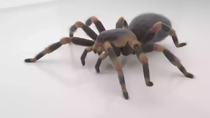 Tarantula spider 3D model