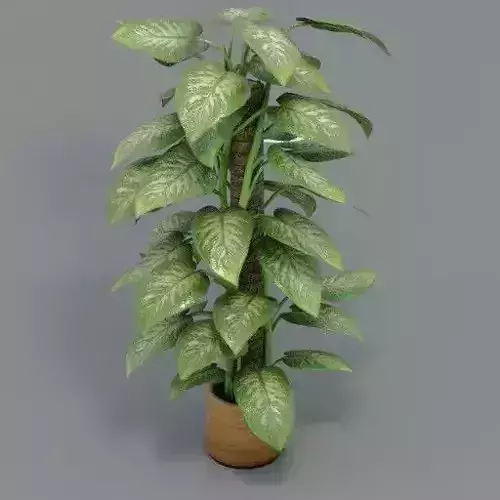 Plant big leafs Low-Poly N002