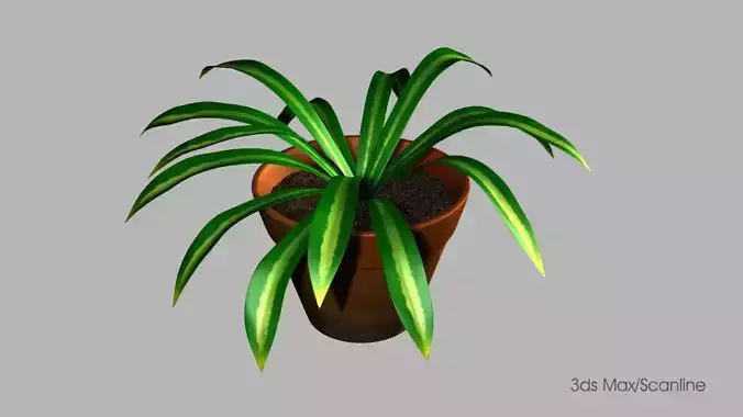 Potted Plant