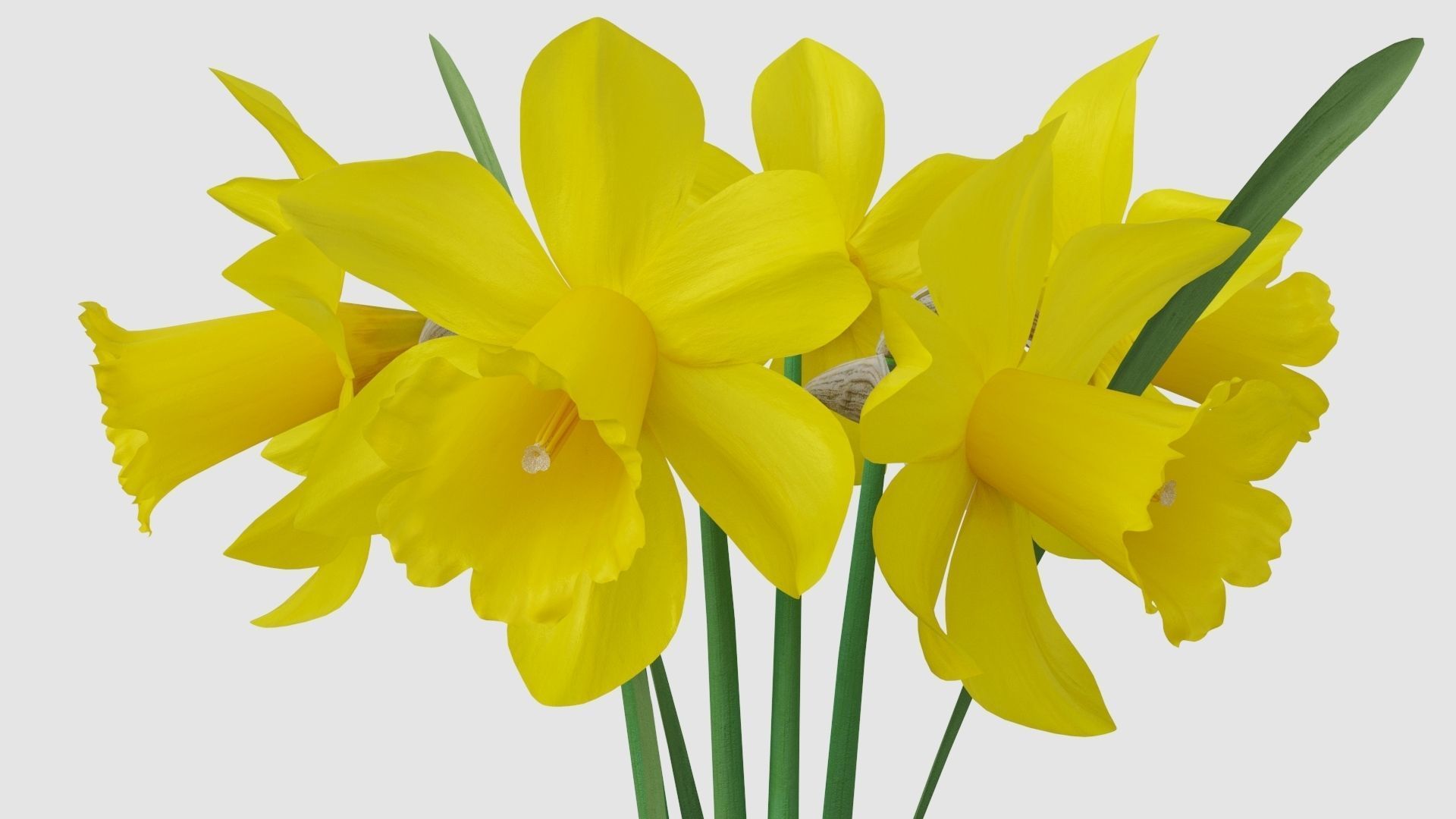 Yellow daffodils in a glass vase 3D model_6