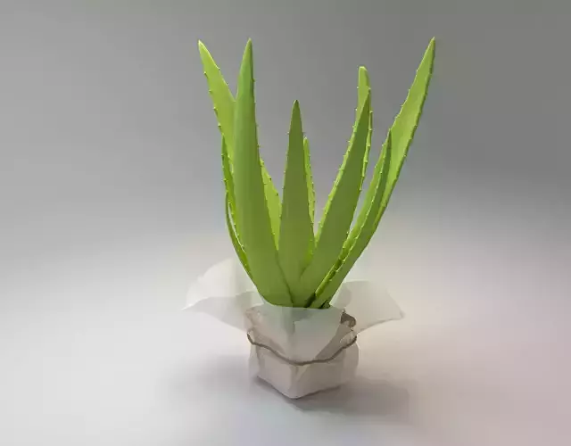 Aloe Vera Pot plant