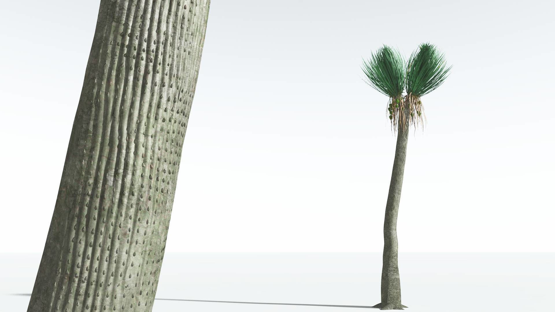 EVERYPlant Ovate Sigillaria 06 --18 Models--