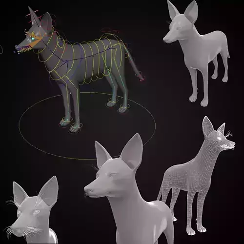 Realistic jackal animal 3d model  3D model