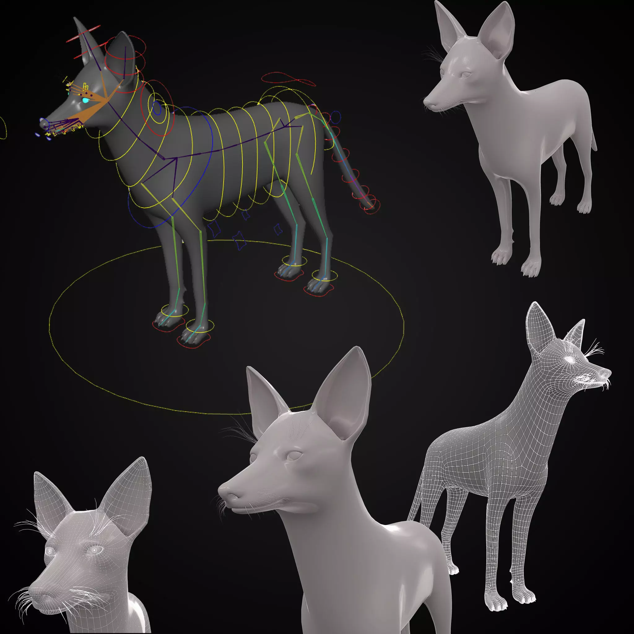 Realistic jackal animal 3d model  3D model_0