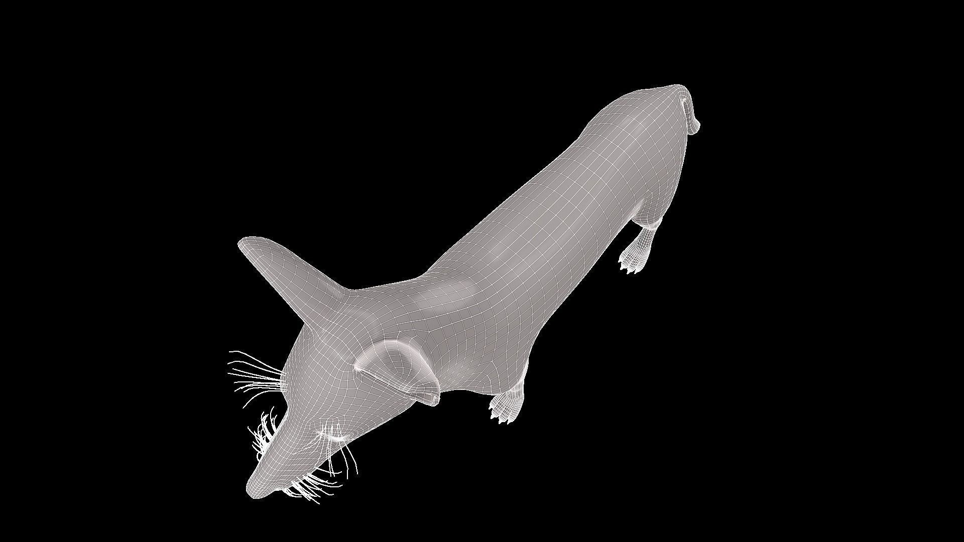 Realistic jackal animal 3d model  3D model_11