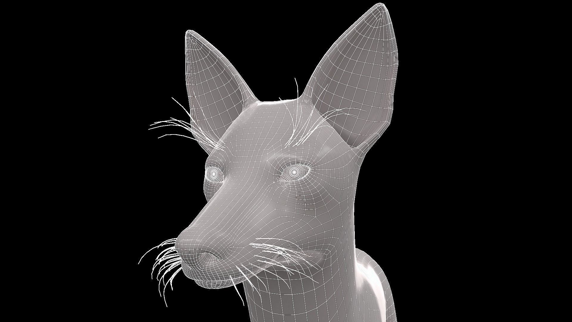 Realistic jackal animal 3d model  3D model_8