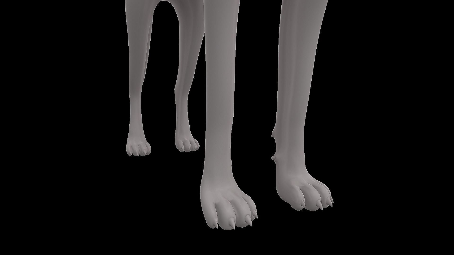 Realistic jackal animal 3d model  3D model_15