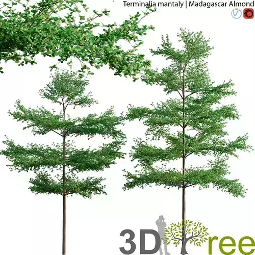 Terminalia mantaly - Madagascar Almond
