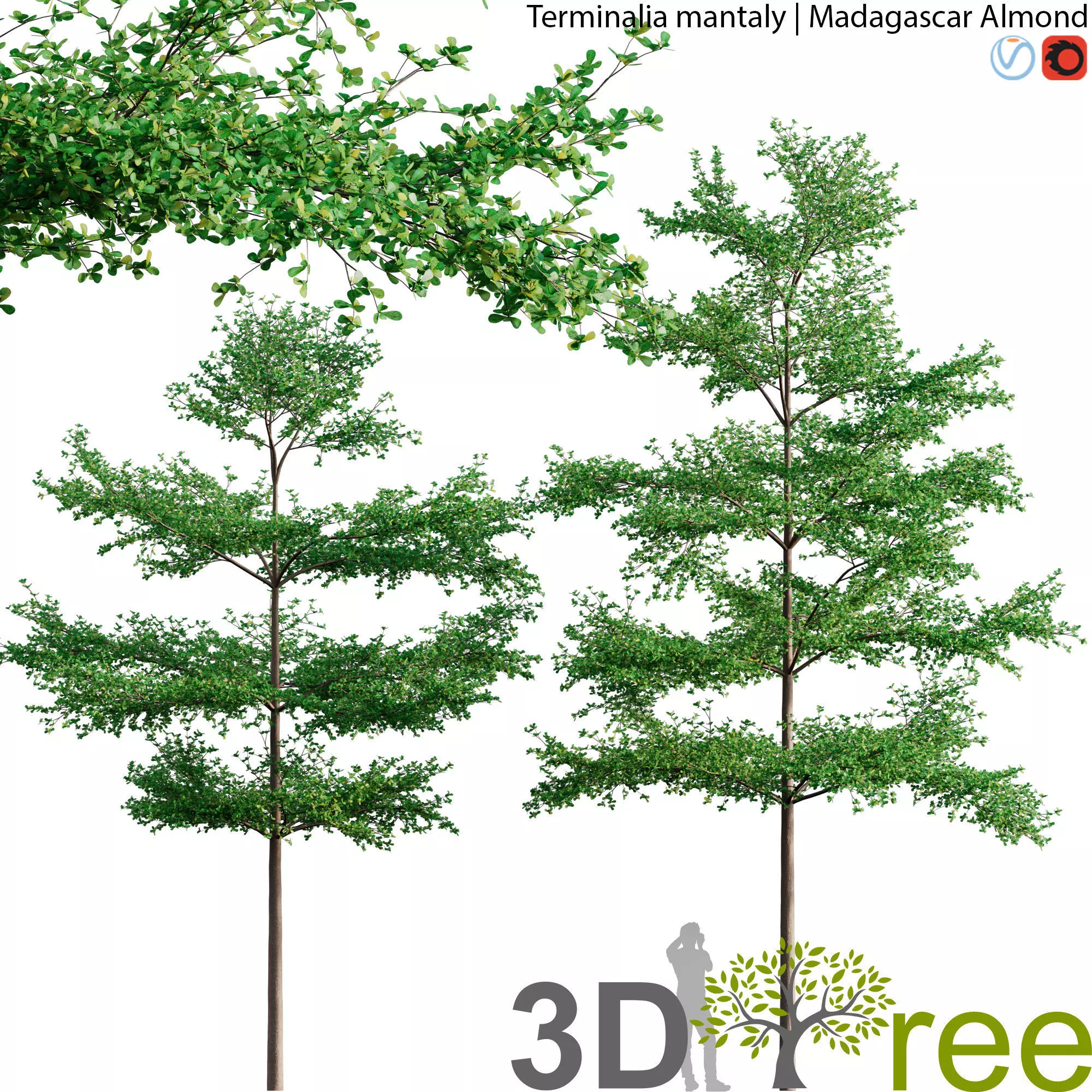 Terminalia mantaly - Madagascar Almond 3D model