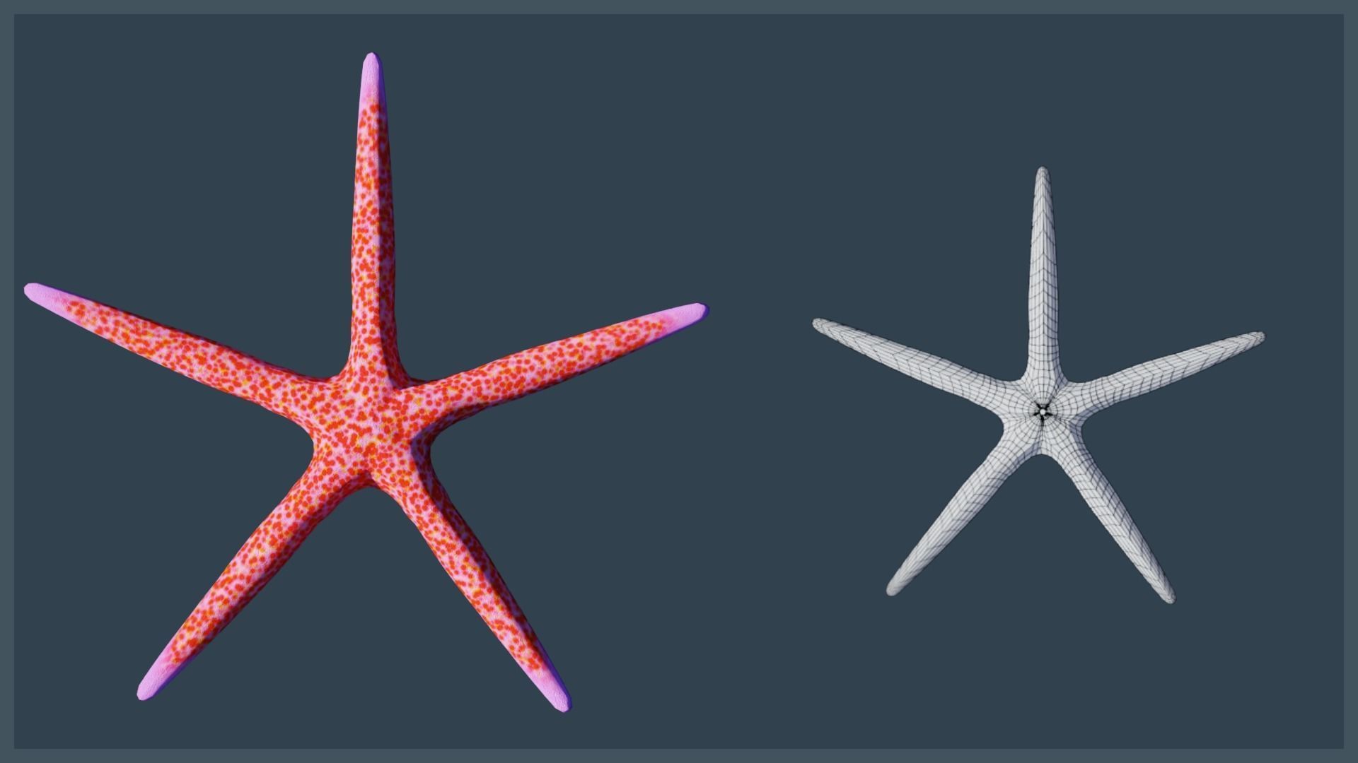 Starfish Variety Pack 4 Low-poly 3D model_12