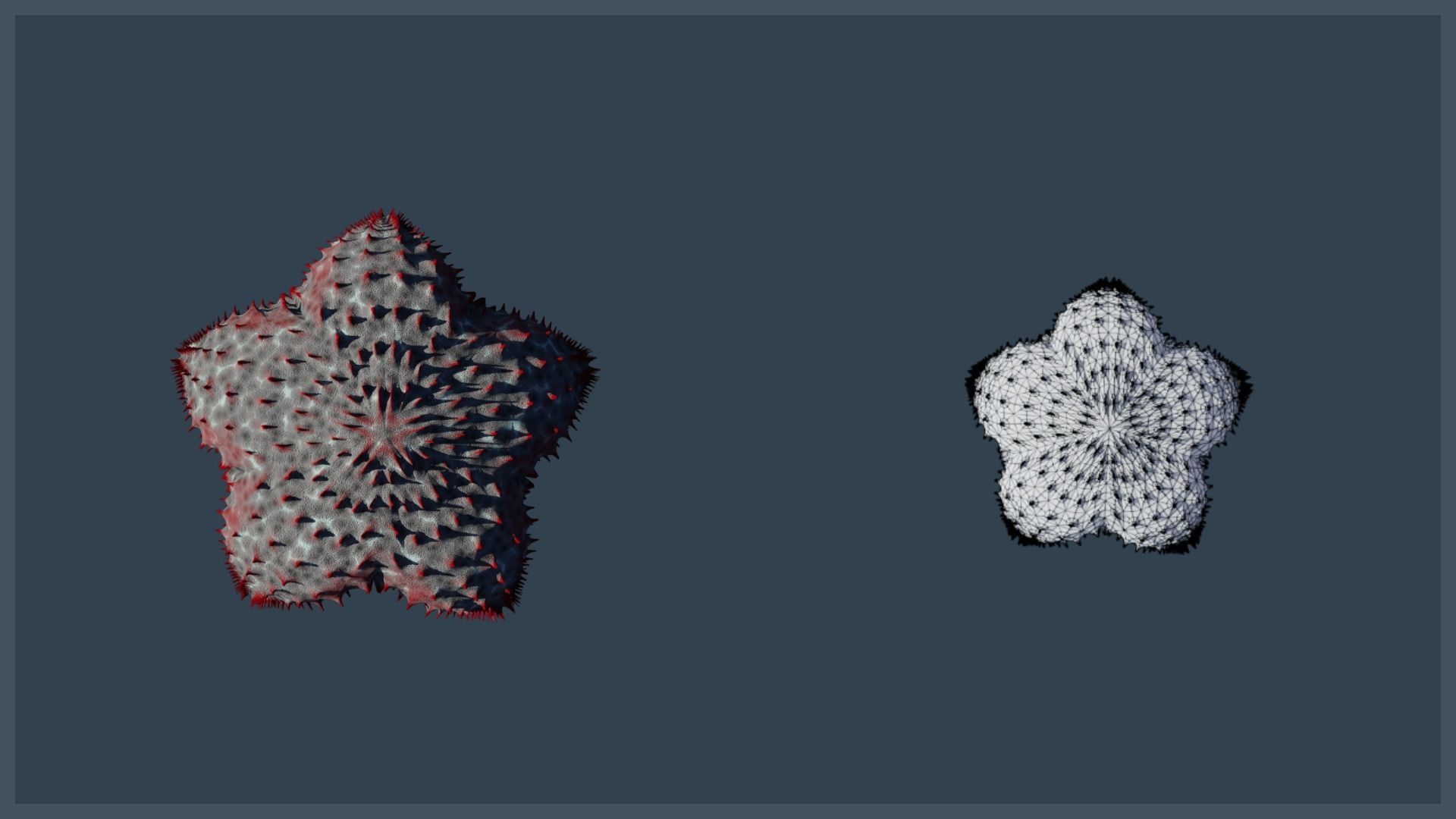 Starfish Variety Pack 4 Low-poly 3D model_11