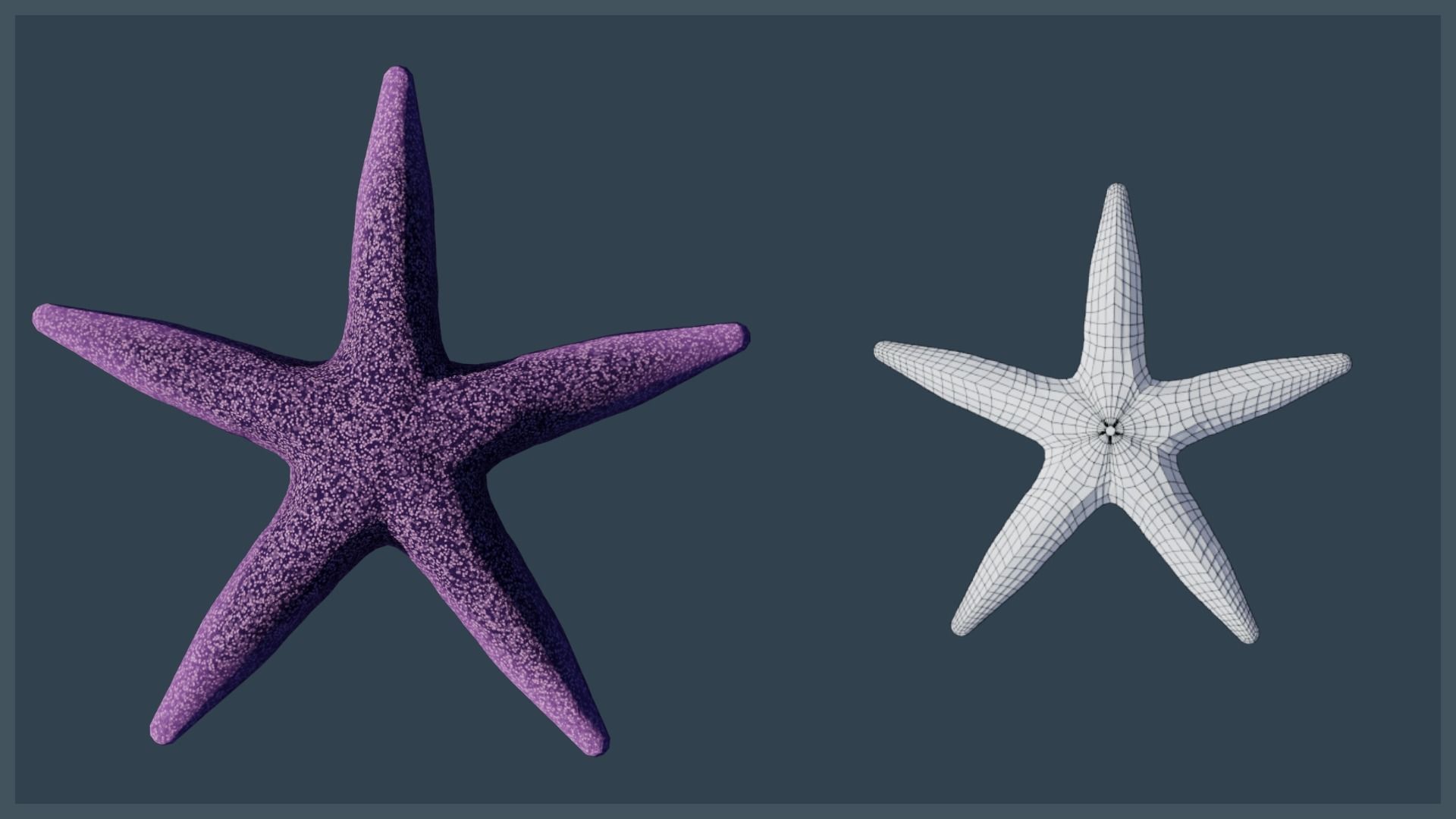 Starfish Variety Pack 4 Low-poly 3D model_17