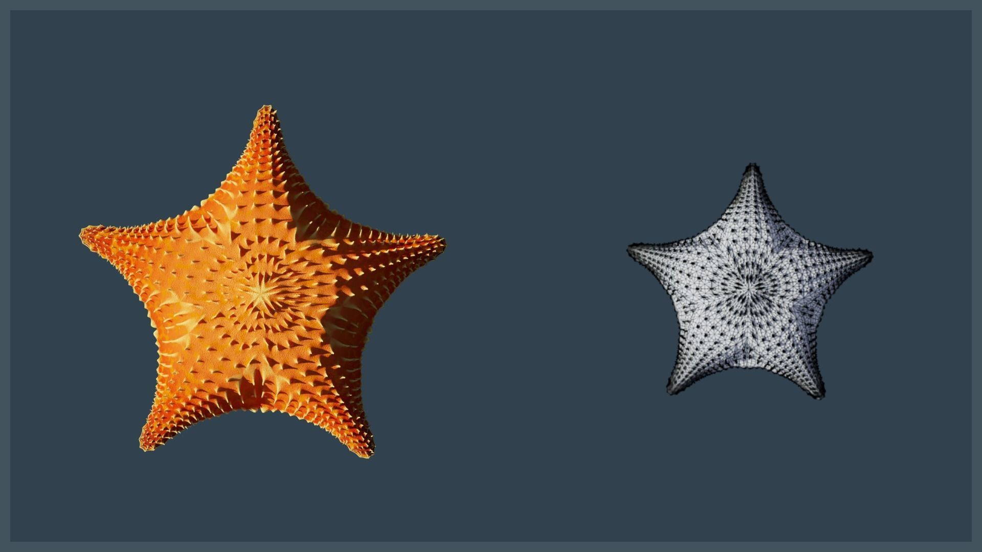 Starfish Variety Pack 4 Low-poly 3D model_15