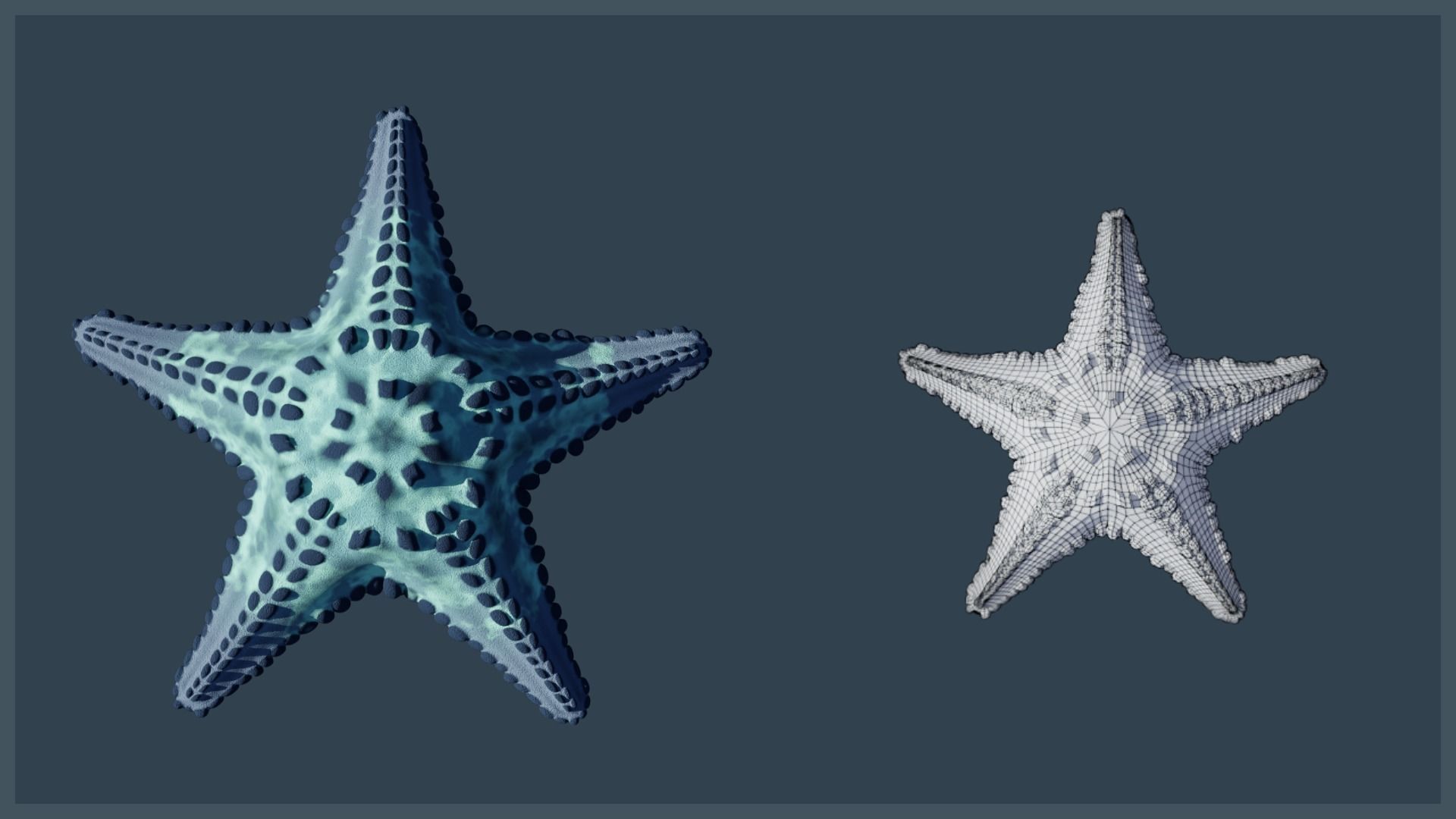 Starfish Variety Pack 4 Low-poly 3D model_14