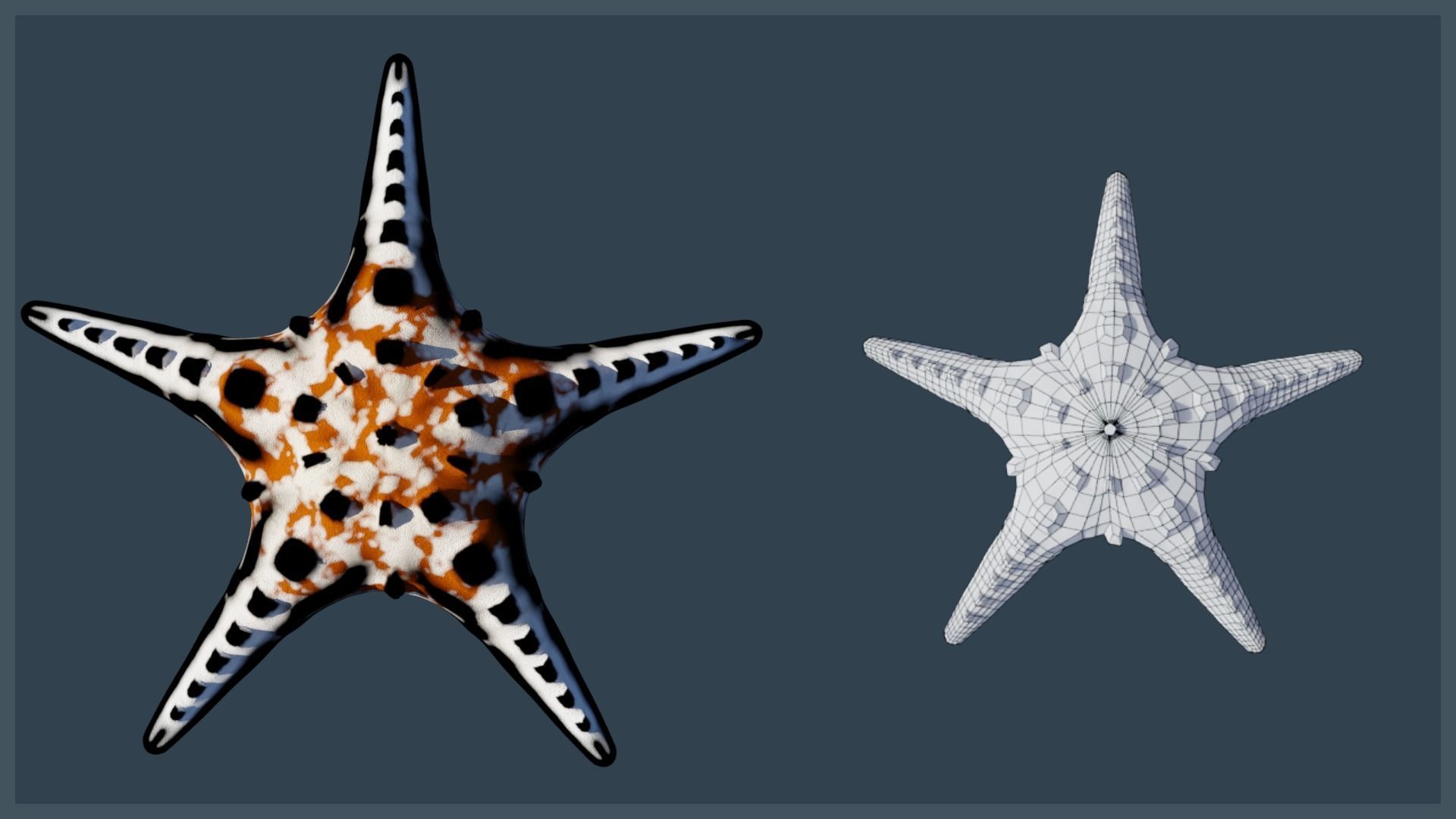 Starfish Variety Pack 4 Low-poly 3D model_13