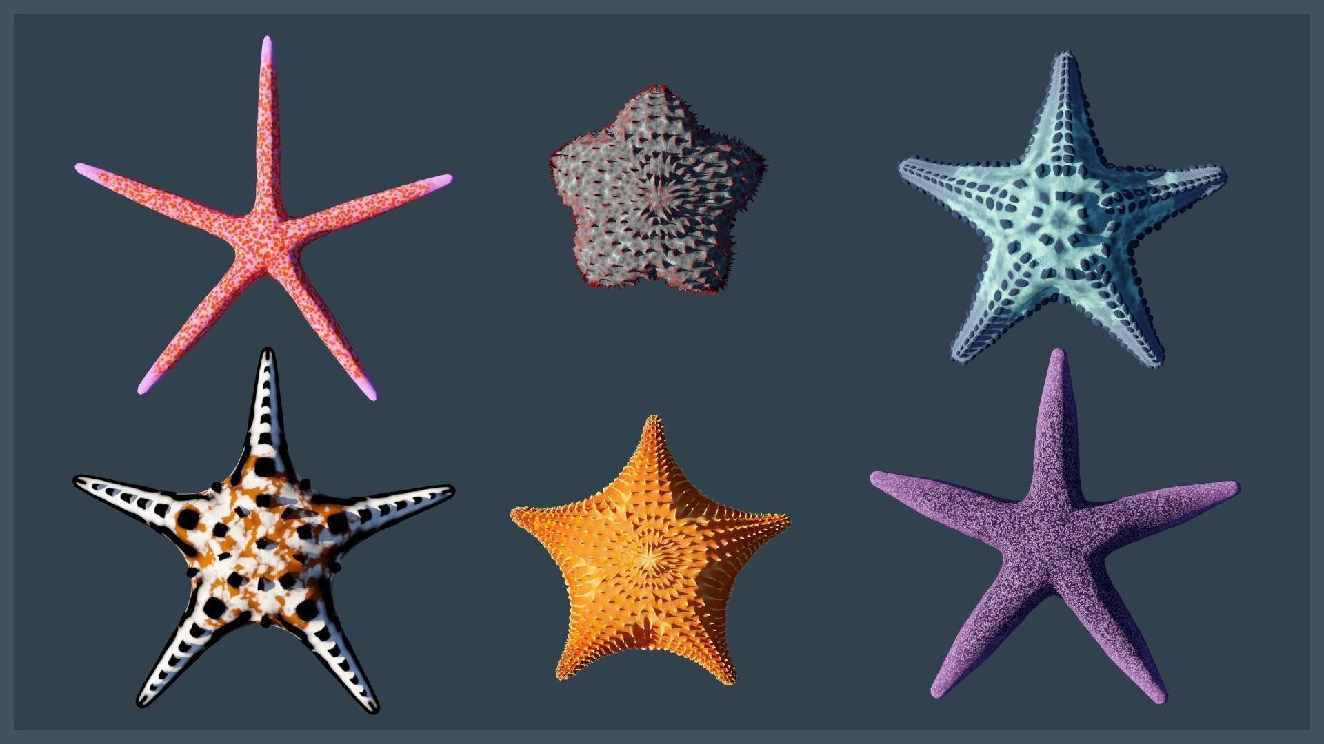 Starfish Variety Pack 4 Low-poly 3D model_3