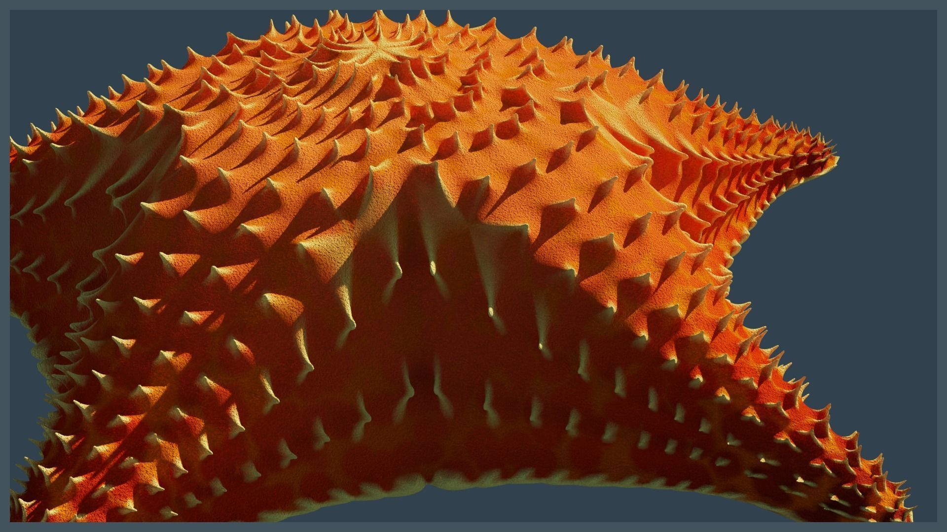 Starfish Variety Pack 4 Low-poly 3D model_8