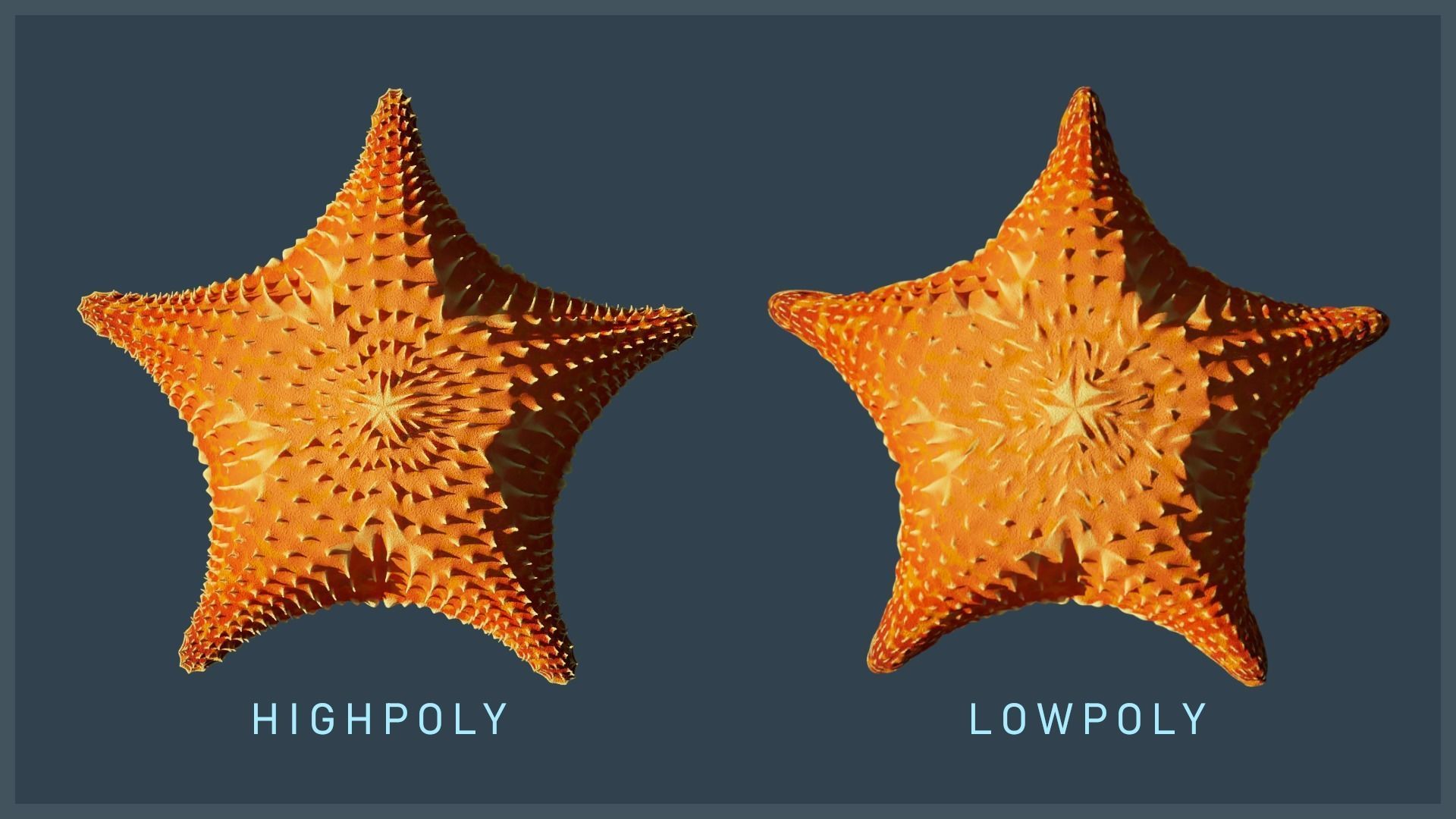 Starfish Variety Pack 4 Low-poly 3D model_5