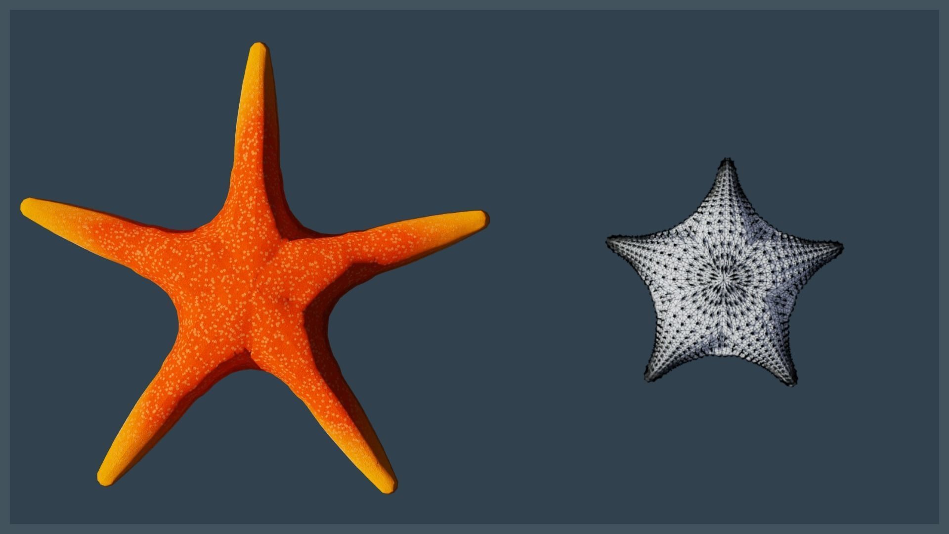 Starfish Variety Pack 4 Low-poly 3D model_16