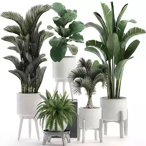 Decorative plants in a white flowerpot 573 3D model