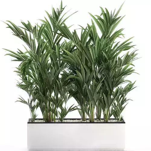 Decorative palm in a white flowerpot 573