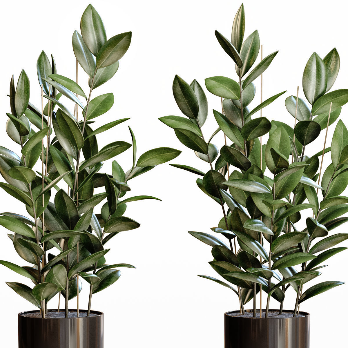 Rubber Plant 3D model_1