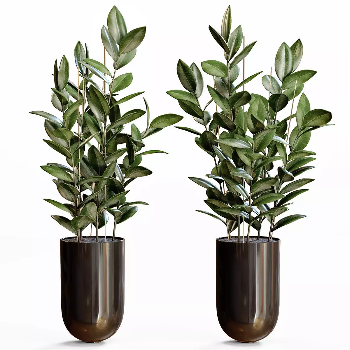 Rubber Plant 3D model_0