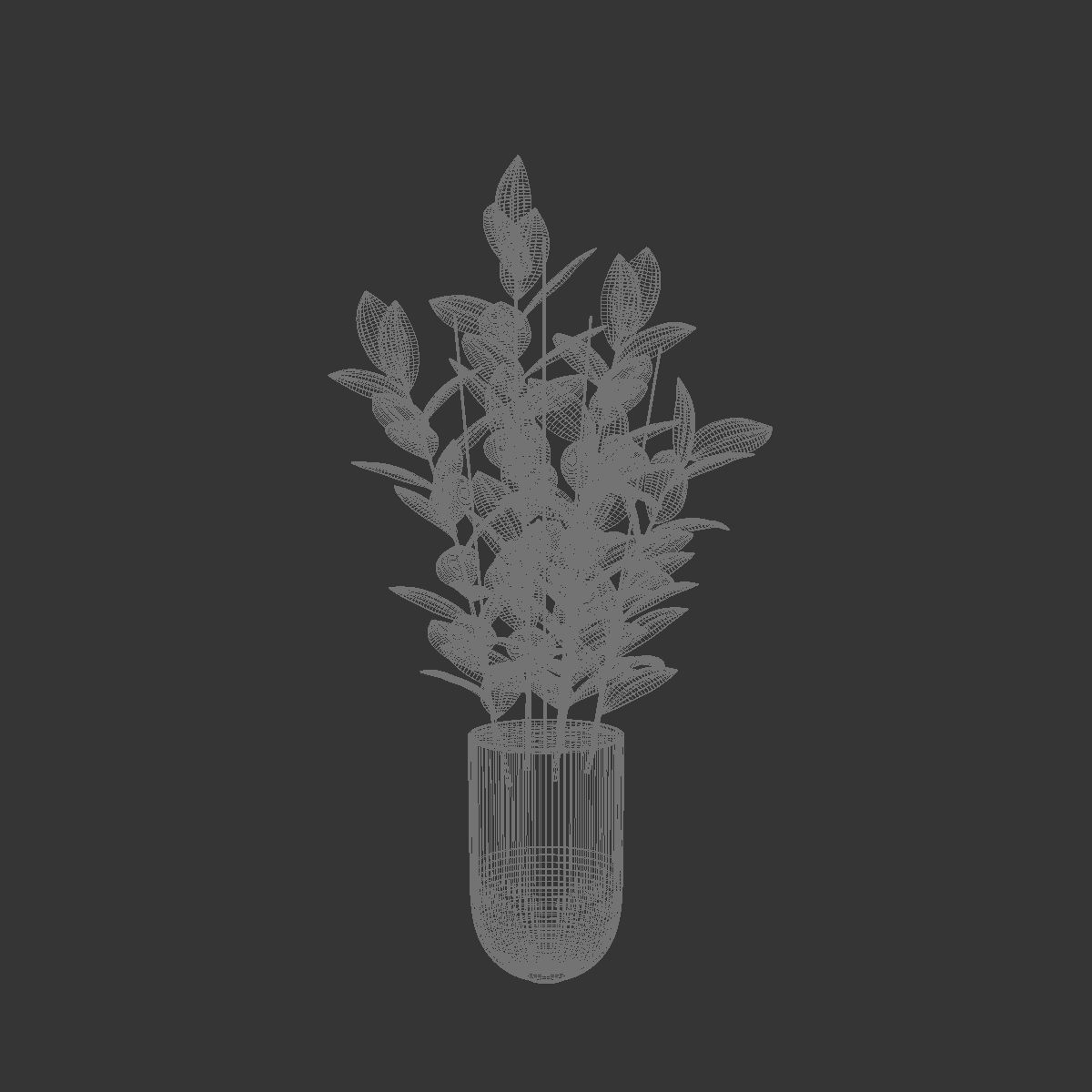 Rubber Plant 3D model_5