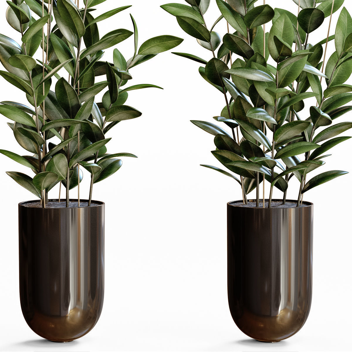 Rubber Plant 3D model_2