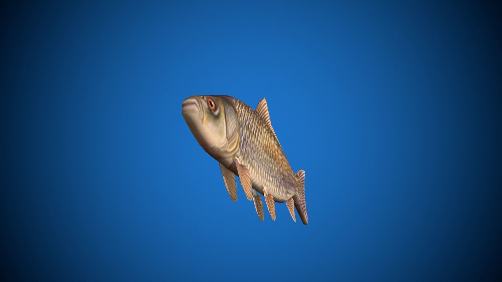 Oceon Fish  Low-poly 3D model_2