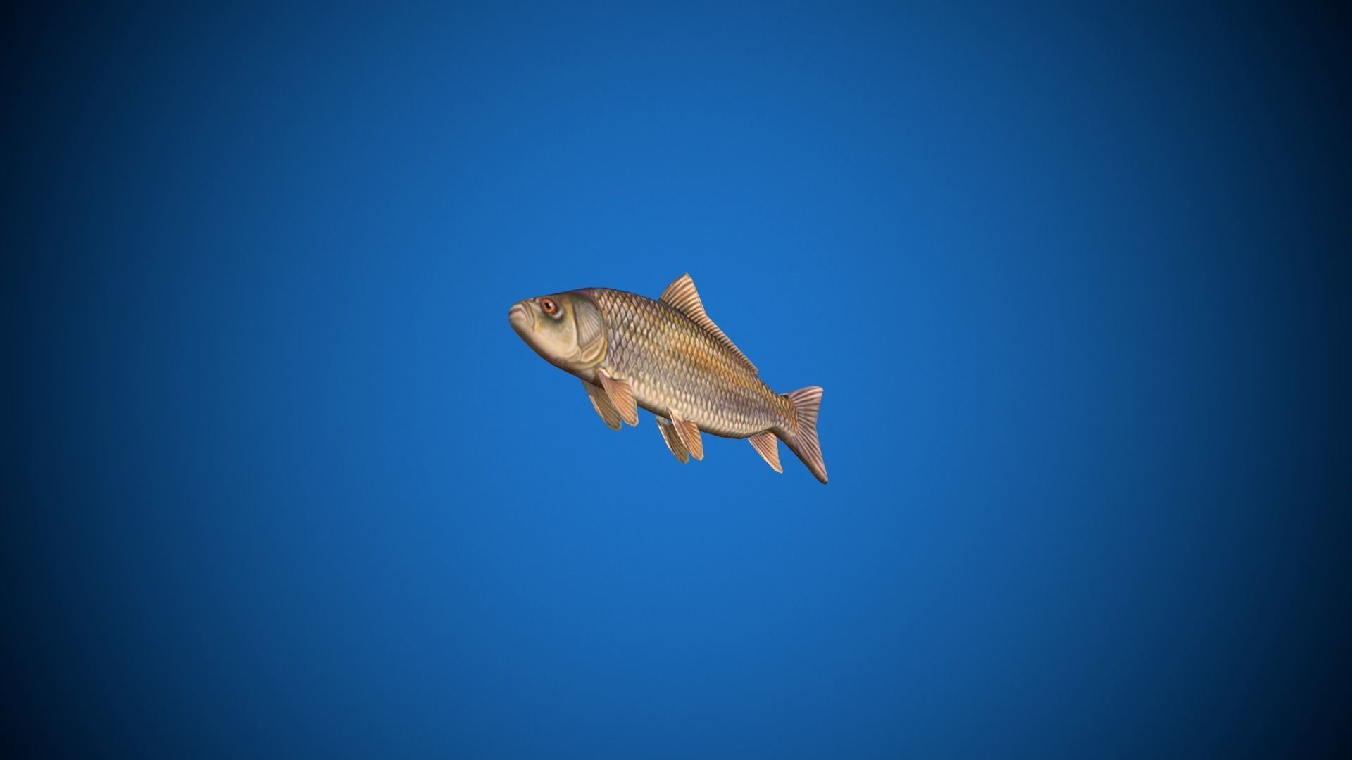 Oceon Fish  Low-poly 3D model_5