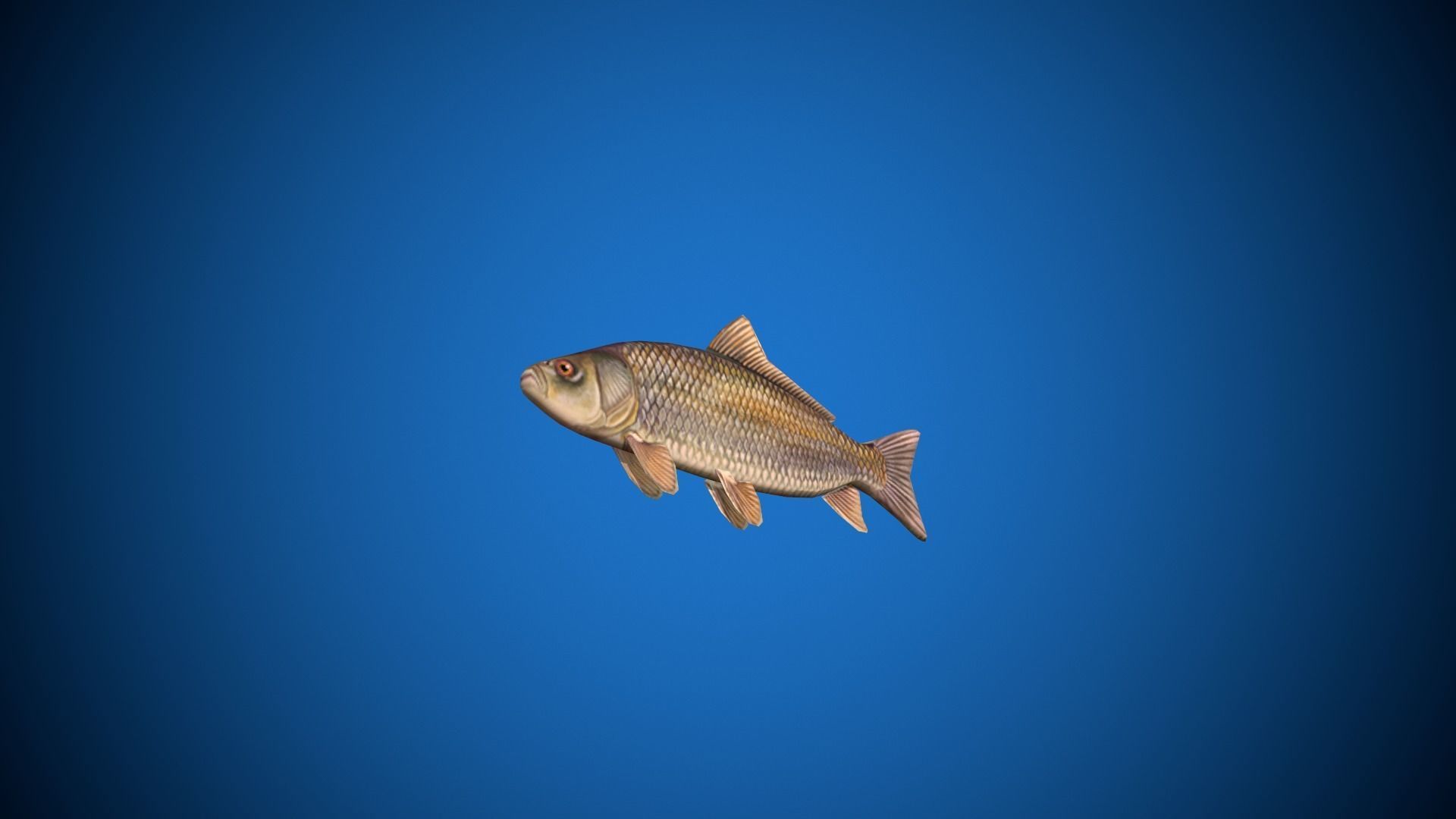 Oceon Fish  Low-poly 3D model_7