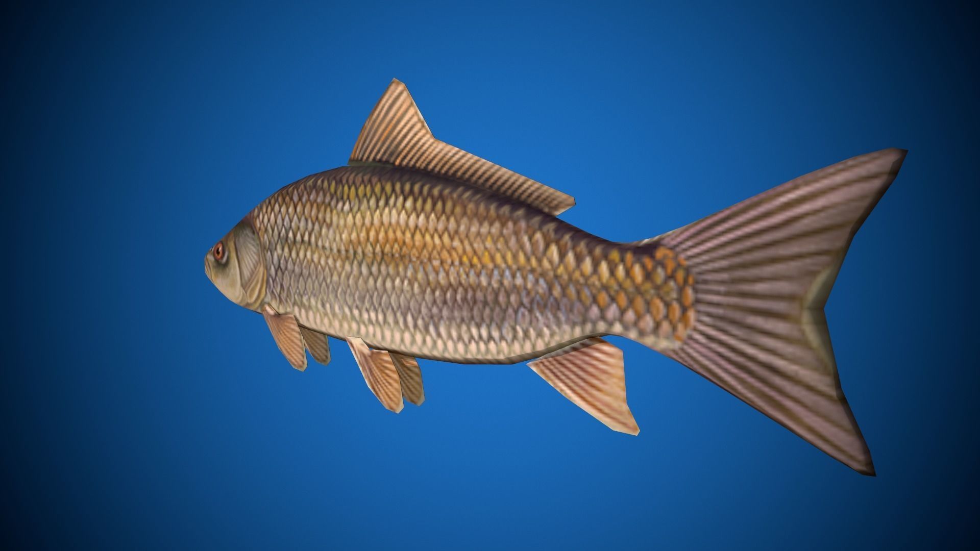 Oceon Fish  Low-poly 3D model_6
