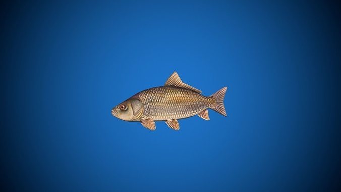 Oceon Fish  Low-poly 3D model