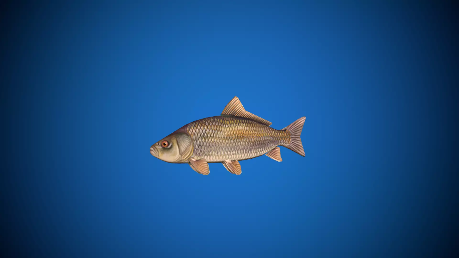 Oceon Fish  Low-poly 3D model_0
