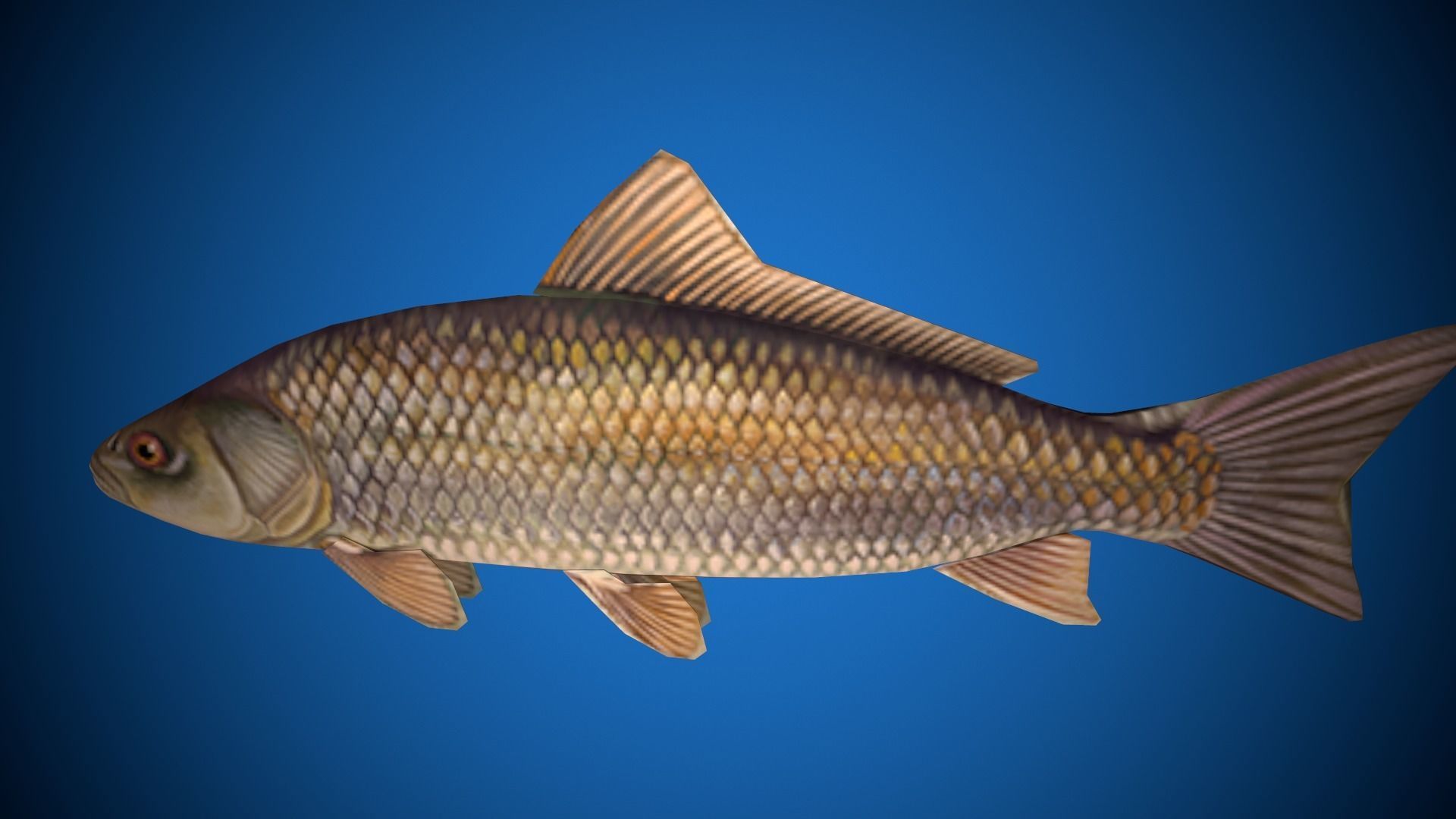 Oceon Fish  Low-poly 3D model_4