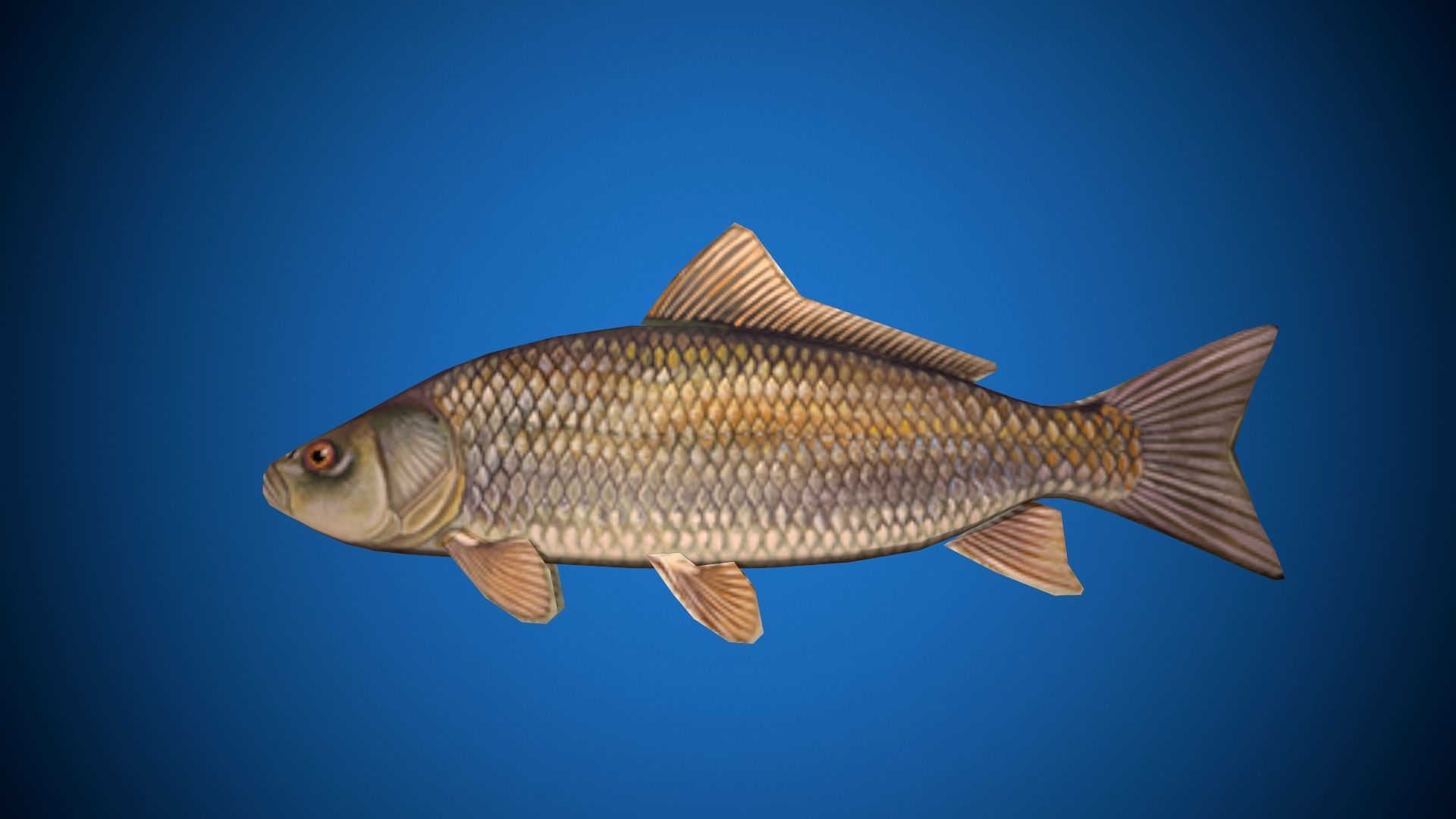Oceon Fish  Low-poly 3D model_3